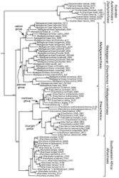 Figure 1. Total evidence phylogeny from Bayesian analysis of molecular and morphological data, from Wood et al. (2015)[2]. Outgroups not shown and with the morphospecies names changed to the new species names from the current study. Posterior probabilities are as follows, greater than or equal to: (*) 0.90; (**) 0.95; (***) 0.99.