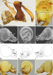 Figure 23. Madagascarchaea fohy sp. n. A male (holotype, CASENT9015766) habitus, lateral view B female (CASENT9015766) internal genitalia, dorsal view C–L male pedipalpal bulbs (holotype, CASENT9015766) D–F right bulb, image reversed C, G–L left bulb C cymbium close-up, dorsal view, arrow showing the retrolateral cymbium protrusion that has setae D, G, J prolateral view, arrow showing rod-like piece on embolus E, H, K ventral view, arrow showing rod-like piece on embolus F, I, L retrolateral view. Scale bars: 1 mm (A); 0.25 mm (B, D).