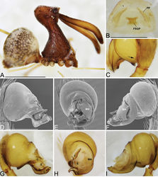 Figure 24. Eriauchenius legendrei (Platnick, 1991). A male (USNMENT01377217) habitus, lateral view B female (CASENT9012333) internal genitalia, dorsal view. C–I male pedipalpal bulbs D–F left bulb (CASENT9012333) C left bulb (CASENT9010074) G–I left bulb (USNMENT01377217): C cymbium close-up, dorsal view, arrow showing the small retrolateral cymbium protrusion that lacks setae D, G prolateral view E, H ventral view F, I retrolateral view. Scale bars: 1 mm (A); 0.25 mm (B, D).