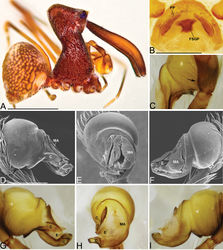 Figure 25. Madagascarchaea rabesahala sp. n. A male (holotype, CASENT9004011) habitus, lateral view, image reversed B female (CASENT9004086) internal genitalia, dorsal view C–I male pedipalpal bulbs D–F right bulb (CASENT9004086), image reversed C, G–I left bulb (CASENT9004086): C cymbium close-up, dorsal view, arrow showing the absence of a retrolateral cymbium protrusion D, G prolateral view E, H ventral view F, I retrolateral view. Scale bars: 1 mm (A); 0.25 mm (B, D).