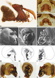 Figure 26. Madagascarchaea jeanneli (Millot, 1948). A male (CASENT9004085) habitus, lateral view, image reversed B–C female (CASENT9012336) internal genitalia B dorsal view C anterior view. D–L male pedipalpal bulbs D–I left bulb (CASENT9004085) J–L left bulb (CASENT9005233): D, G, J prolateral view E, H, K ventral view F, I, L retrolateral view. Scale bars: 1 mm (A); 0.125 mm (B, D).