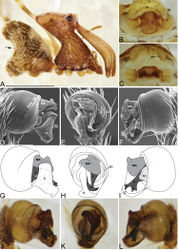 Figure 27. Madagascarchaea lotzi sp. n. A male (CASENT9018921) habitus, lateral view, arrow showing posterior invagination of abdomen B–C female (CASENT9012008) internal genitalia B dorsal view C anterior view D–L male pedipalpal bulbs D–F right bulb (CASENT9012004), image reversed, G–L left bulb (CASENT9012330) D, G, J prolateral view E, H, K ventral view F, I, L retrolateral view. Scale bars: 1 mm (A); 0.125 mm (B, D).