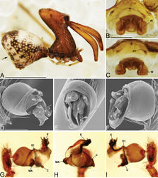 Figure 28. Madagascarchaea moramora sp. n. A male (holotype, USNMENT01377197) habitus, lateral view, image reversed, arrow showing abdomen posterior is straight. B–C female (USNMENT01377198) internal genitalia B dorsal view C anterior view D–I male pedipalpal bulbs (holotype, USNMENT01377197): D–F left bulb, G–I right bulb, expanded, image reversed D, G prolateral view E, H ventral view; F, I retrolateral view. Scale bars: 1 mm (A); 0.125 mm (B, D).