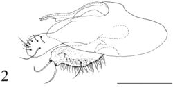 Figure 2. Protomedetera biconvexa sp. n. holotype male terminalia. Scale bar: 0.1 mm.