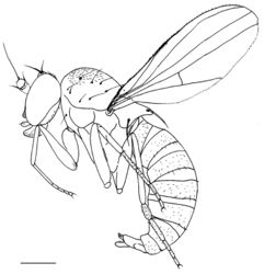 Figure 3. Protomedetera biseta sp. n. holotype male, habitus, lateral view Scale bar: 1 mm (photo credit Ms Chufei Tang).