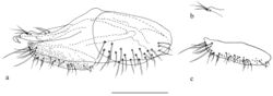 Figure 4. Protomedetera biseta sp. n. holotype male, a terminalia lateral view b apex surstylus c cercus. Scale bar: 0.1 mm.