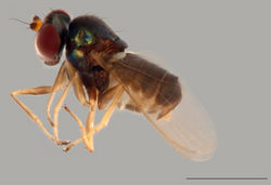 Figure 9. Protomedetera singaporensis sp. n. holotype male habitus lateral view. Scale bar: 1 mm. (photo credit Ms Kai Qing Chin).