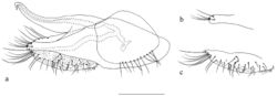 Figure 10. Protomedetera singaporensis sp. n. holotype male a terminalia lateral view b apex surstylus c cercus. Scale bar: 0.1 mm.