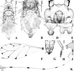 Figure 2. Alate viviparous female of T. alba sp. n.: A body B dorsal ABD TERG C head D cauda E anal plate F forewing G URS H HT 2 I SIPH J 4th marginal tubercle K ANT.