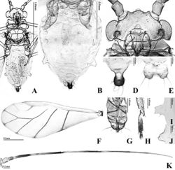 Figure 3. Alate viviparous female of T. arundicolens: A body B dorsal ABD TERG C head D cauda E anal plate F forewing G URS H HT 2 I SIPH J 4th marginal tubercle K ANT.