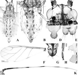 Figure 4. Alate viviparous female of T. arundinariae: A body B dorsal ABD TERG C head D cauda E anal plate F forewing G URS H HT 2 I SIPH J 4th marginal tubercle K ANT.