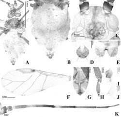 Figure 5. Alate viviparous female of T. taiwana: A body B dorsal ABD TERG C head D cauda E anal plate F forewing G URS H HT 2 I SIPH J 4th marginal tubercle K ANT.