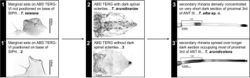 Figure 6. Pictorial key to species of the genus Takecallis in Korea.