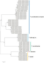 Figure 7. Neighbor-joining tree of COI partial gene sequences of Takecallis spp. (63 sequences of five species).