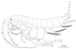 Figure 2. Melita choshigawaensis sp. n., holotype, male, BL 5.3 mm, NSMT-Cr 25826, Choshi River, Kihoku, Mie Prefecture, Japan. Habitus, lateral view.