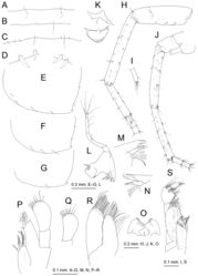 Figure 3. Melita choshigawaensis sp. n., holotype, male, BL 5.3 mm, NSMT-Cr 25826, Choshi River, Kihoku, Mie Prefecture, Japan. A–C dorsal margins of pleonites 1–3, dorsal views D dorsal margin of urosomite 2, dorsal view E–G epimeral plates 1–3, lateral views H right antenna 1, medial view, some articles of main flagellum omitted I accessory flagellum of right antenna 1, medial view J right antenna 2, medial view, some articles of flagellum omitted K upper lip, anterior view L left mandible, medial view M incisor, lacinia mobilis, and accessory setal row of left mandible, medial view N incisor, lacinia mobilis, and accessory setal row of right mandible, medial view O lower lip, ventral view P right maxilla 1, anterior view Q palp article 2 of left maxilla 1, posterior view R left maxilla 2, anterior view S left maxilliped, anterior view.