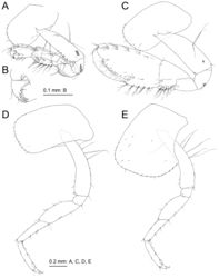 Figure 4. Melita choshigawaensis sp. n., holotype, male, BL 5.3 mm, NSMT-Cr 25826, Choshi River, Kihoku, Mie Prefecture, Japan. A right gnathopod 1, medial view B palmar margin of propodus and dactylus of right gnathopod 1, medial view C right gnathopod 2, medial view D left pereopod 3, lateral view E left pereopod 4, lateral view.