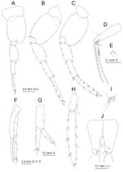 Figure 5. Melita choshigawaensis sp. n., holotype, male, BL 5.3 mm, NSMT-Cr 25826, Choshi River, Kihoku, Mie Prefecture, Japan. A right pereopod 5, medial view; B left pereopod 6, lateral view C left pereopod 7, lateral view D pleopod 1, medial view, some setae on rami omitted E retinacula on peduncle of pleopod 1 and associated seta, medial view F left uropod 1, dorsal view G right uropod 2, dorsal view H left uropod 3, dorsal view I distal part of outer ramus of left uropod 3, dorsal view J telson, dorsal view.