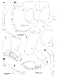 Figure 6. Melita choshigawaensis sp. n., paratype, female, BL 5.8 mm, NSMT-Cr 25829, Choshi River, Kihoku, Mie Prefecture, Japan. A right antenna 1, medial view, some articles of main flagellum omitted B right antenna 2, medial view; C right gnathopod 1, medial view D palmar margin of propodus and dactylus of right gnathopod 1, medial view E right gnathopod 2, medial view F palmar margin of propodus and dactylus of right gnathopod 2 G left pereopod 5, lateral view, carpus–dactylus omitted H left pereopod 6, lateral view, carpus–dactylus omitted I distal part of coxa anterior lobe of left pereopod 6, lateral view J left pereopod 7, lateral view, carpus–dactylus omitted; K right uropod 3, dorsal views.