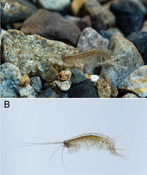 Figure 7. Melita choshigawaensis sp. n. A, B live males, BL ca 6 mm, lateral views. Photographed by Ryu Uchiyama.