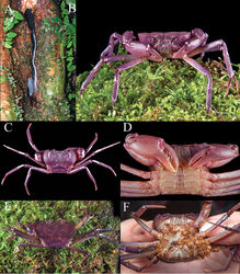 Figure 5. Habitat and life colour of Arachnothelphusa terrapes. A water-filled tree hole at base of tree in Danum Valley where crab was found B water filled tree hole where crabs were hiding C, D male (30.8 × 20.5 mm) (ZRC 2017.1205) E, F female (30.1 × 20.5 mm, with juvenile crabs) (ZRC 2017.1205).