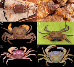 Figure 6. A, B Thelphusula dicerophilus, female (26.1 × 21.3 mm) (ZRC 2017.1047) (in situ) C, D Parathelphusa valida, male (27.8 × 22.7 mm) (ZRC 2017.1269) E Terrathelphusa secula, holotype male (29.2 × 20.4 mm) (ZRC 2018.0297) (preserved colour) F Isolapotamon ingeri, male (57.4 × 43.5 mm) (ZRC 1997.0799) (preserved colour).