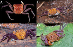 Figure 7. A Geosesarma danumense, ovigerous female (14.9 × 15.1 mm) (ZRC 2017.1273) B, C G. danumense, male (carapace width ca. 1.5–2.0 cm), on log approx. 30 cm from ground, ca. 30 m from river flowing through Danum Valley Field Centre, 10 pm, 25 July 2013, specimen not collected (photographs: Marcus Ng) D G. sabanum, male, on leaf above ground, Tawau Hills National Park, specimen not collected (photograph Ying Seawei).