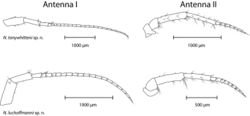 Figure 4. Antenna I (left) and II (right) of N. tonywhitteni sp. n. (top, holotype, male 9.1 mm) and N. luchoffmanni sp. n. (bottom, holotype, male 6.7 mm). Drawings are not scaled to the same size.