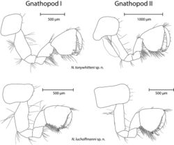 Figure 6. Gnathopod I (left) and II (right) of N. tonywhitteni sp. n. (top, holotype, male 9.1 mm) and N. luchoffmanni sp. n. (bottom, holotype, male 6.7 mm). Gills are dashed, and drawn only when intact (missing in N. luchoffmanni sp. n.). Drawings are not scaled to the same size.