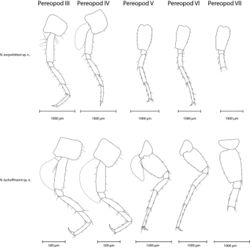 Figure 7. Pereopods III-VII (from left to right) of N. tonywhitteni sp. n. (top, holotype, male 9.1 mm) and N. luchoffmanni sp. n. (bottom, holotype, male 6.7 mm). Pereopods VII on this side were broken; see Fig. 3 for illustration of the entire pereopod. Gills were only drawn when intact; however, they are present on pereopods III-VI. Drawings are not scaled to the same size.