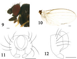 Figures 9–12. Phyllomyza quadratpalpus sp. n. (male). 9 Head, lateral view 10 wing 11 epandrium, cerci, and surstyli, posterior view 12 epandrium, cerci, and surstyli, lateral view. Scale bars: 0.1 mm.