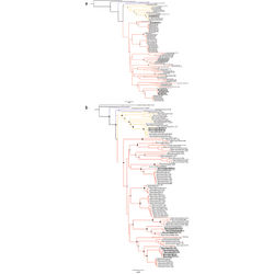 Figure 3. Phylogenetic relationships within Dipsadini derived from analysis of 3,375 bp of DNA (gene fragments 12S, 16S, Cytb, ND4 and c-mos). Support values on intraspecic branches are not shown for clarity. Voucher numbers for sequences are indicated for each terminal when available. a Maximum likelihood analysis. Black dots indicate clades with bootstrap values from 90–100%. Grey dots indicate values from 70–89%. White dots indicate values from 50–69% (values <50% not shown) b Bayesian inference analysis. Black dots indicate clades with posterior probability values from 95–100%. Grey dots indicate values from 70–94%. White dots indicate values from 50–69% (values <50% not shown).