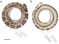 Figure 13. Adult female holotype of Dipsas oswaldobaezi QCAZ 10369 in a dorsal and b ventral view. Scale bar: 1 cm.