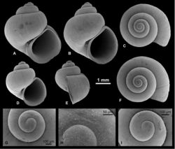 Figure 16. Hydrobiidae incertae sedis. A, F Abeskunus brusinianus (Clessin & W. Dybowski in W. Dybowski, 1887), RGM 1309834 B, C, I A. brusinianus, LV 201505 D, E, G, H A. brusinianus, RGM 1309842.