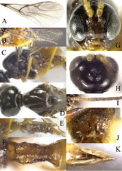 Figure 2. Areopraonchui Tian & Chen, sp. n. A fore wing B hind wing C mesosoma, lateral aspect D mesoscutum, dorsal aspect E metasoma, lateral aspect FT1, dorsal aspect G head, anterior aspect H head, dorsal view I antenna J propodeum, dorsal aspect K ovipositor sheaths, dorsal aspect.