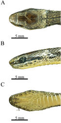 Figure 1. Head of Rhadinaeanuchalis sp. n. Holotype (MZFC-HE 22161) in dorsal (A), left lateral (B), and ventral (C) views.