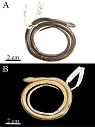 Figure 2. Rhadinaeanuchalis sp. n., holotype (MZFC-HE 22161). Dorsal (A) and ventral (B) views.