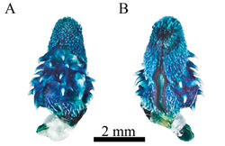 Figure 5. Right hemipenis of Rhadinaeanuchalis sp. n., holotype (MZFC-HE 22161). Asulcate (A) and sulcate (B) sides.