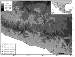 Figure 6. Collection localities of the species of the genus Rhadinaea in Guerrero. Black lines represent state limits.