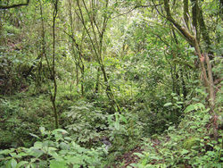 Figure 7. Habitat of Rhadinaeanuchalis sp. n. in the type locality.