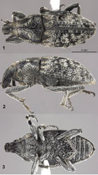 Figures 1–3. Purealusbeckelorum. 1 Dorsal habitus 2 Lateral habitus 3 Ventral habitus.