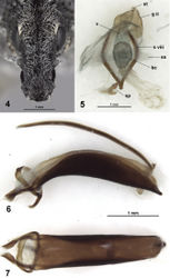 Figures 4–7. Purealusbeckelorum. 4 Head, dorsal view 5 Female genitalia, dorsal view 6 Aedeagus, lateral view 7 Aedeagus, dorsal view. Abbreviations: bc, bursa copulatrix; g ii, gonocoxite ii; s viii, sternite viii; sp, spermatheca; ss, symbiont sac; st, stylus; v, vagina.