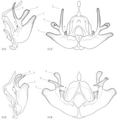 Figures 111–114. Representative male valvae, structures enumerated as in text: (1) sacculus (2) cucullus (3) dorsal process of cucullus and (4) clasper. 111–112L.uncifera ♂ Holotype, Área de Conservación Guanacaste (ACG), Costa Rica, 07-SRNP-109451, USNMENT01370293, ♂ USNM Dissection 148101 111 Lateral 112Caudal 113L.viridipicta Holotype ♂, USNMENT 00973419,USNM Dissection 148176, Lateral 114L.viridipicta Holotype ♂, USNMENT 00973419, USNM Dissection 148176, Caudal.