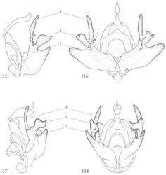 Figures 115–118. Representative male valvae, structures enumerated as in text: (1) sacculus (2) cucullus (3) dorsal process of cucullus and (4) clasper. 115–116L.reletiva ♂, Área de Conservación Guanacaste (ACG), Costa Rica, 07-SRNP-101206, USNM Dissection 148178, USNMENT01437211 115 Lateral 116 Caudal 117–118L.chloe, ACG, 10-SRNP-70815, USNMENT01437250, USNM Dissection 148200 117 Lateral 118 Caudal.