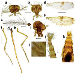 Figure 1. Corethrellaoppositophila Kvifte & Bernal, sp. n., male and female a male head b female head c male antenna d male wing e female wing f hind leg of female g mid leg of female h fore leg of female i thorax of female j male abdomen k female abdomen with blood meal l egg in female abdomen. Scale bars: 200 μm (a, b, c, i, j, k); 500 μm (d–g). Views: frontal (a, b), dorsal (d, e, j–l), posterior (f–h).