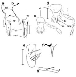 Figure 2. Corethrellaoppositophila Kvifte & Bernal, sp. n., male and female a male hypopharynx, cibarium and stipes b female hypopharynx, cibarium and stipes c male clypeus and mouthparts d female clypeus and mouthparts e gonocoxite f paramere and aedeagus (only one paramere shown) g gonostylus. Scale bars 80 μm (a, b); 100 μm (c–g). Abbreviations: cf – cibarial fork, ci – cibarium, cl – clypeus, ep – epipharynx, lbl – labellum, lbl – labellar projection, m – mandible, p – palpal segment III, st – stipes, tnt – tentorium. Views: frontal (a–d), dorsal (e–g).