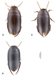 Figures 2–4. Habitus and coloration 2Exocelinacasuarina (Balke, 1998) 3E.fume (Balke, 1998) 4E.ibalimi sp. n.