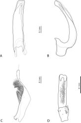 Figure 26. Exocelinacasuarina (Balke, 1998) A Median lobe in ventral view B Median lobe in lateral view C Paramere in external view D Male protarsomeres 4–5 in ventral view.