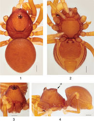 Figures 1–4. Ablemmaandriana sp. n., male. 1 Habitus, dorsal view. 2 Habitus, ventral view. 3 Carapace, frontal view. 4 Habitus, lateral view. Scale bar: 1.0 mm.