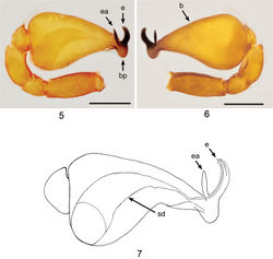 Figures 5–7. Ablemmaandriana sp. n., male. 5 Palp, prolateral view. 6 Palp, retrolateral view. 7 Schematic illustration of palpal bulb retrolateral view. Scale bar: 0.1 mm.